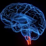 An illustrated brain is outlined in blue on a black background. An area of the brain stem at the base of the brain is highlighted in orangy-red. This area is a target for a potential treatment aimed at reversing the wasting that comes along with advanced cancer.